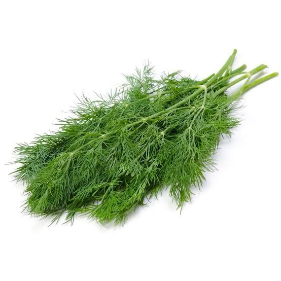 Dill Leaves