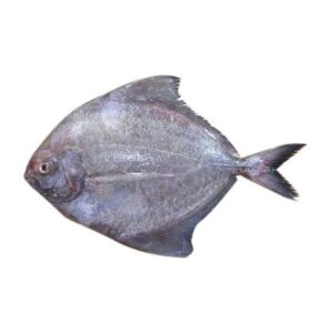 Black pomfret