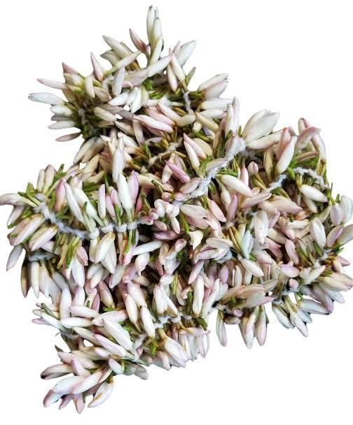 Jasmine jathi malli