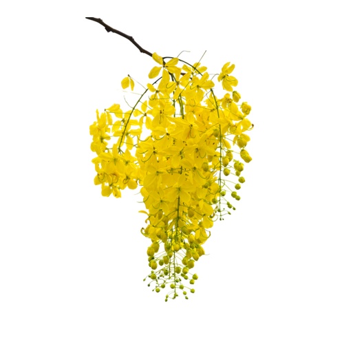 Kanikonna (Golden Shower)