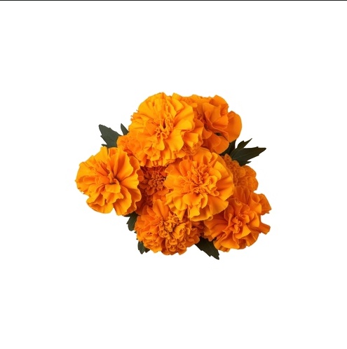 Marigold Orange