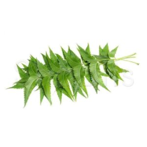 Neem leaves