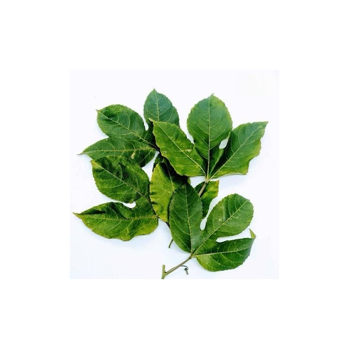 Passion fruit leaves