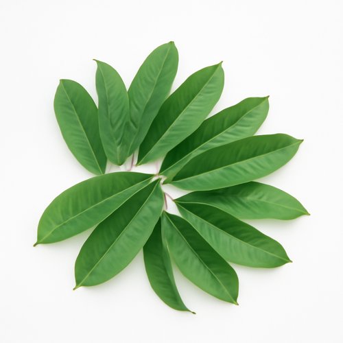 Guava Leaves