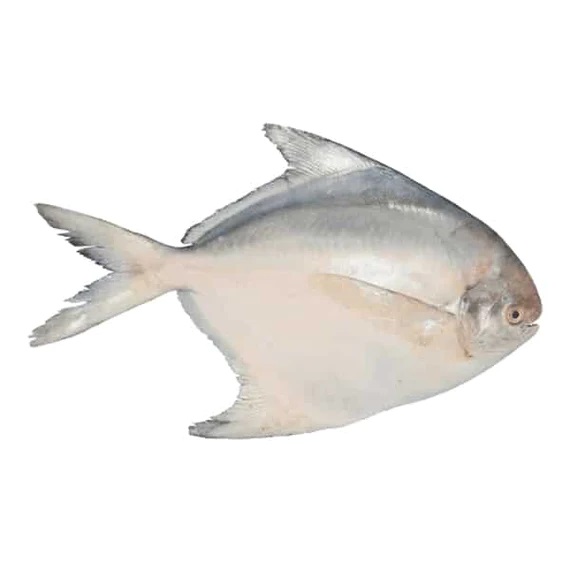White pomfret